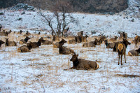 Elk & Bighorn Sheep