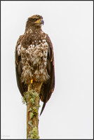 Eagles